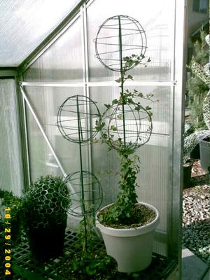 Topiary (wire plant supports)